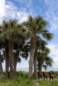 Public Adjusters In Citrus Park, FL
